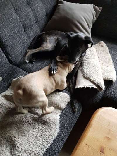 Französische Bulldoggen-Beitrag-Bild