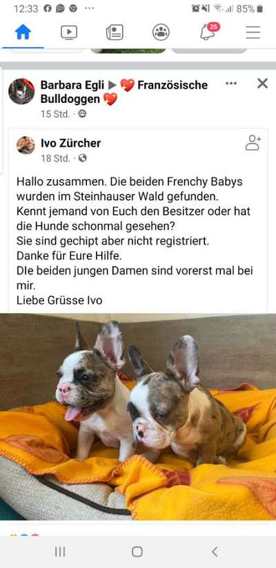 Französische Bulldoggen-Beitrag-Bild