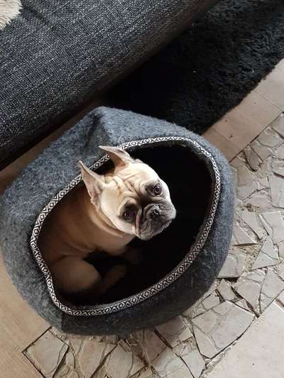 Französische Bulldoggen-Beitrag-Bild