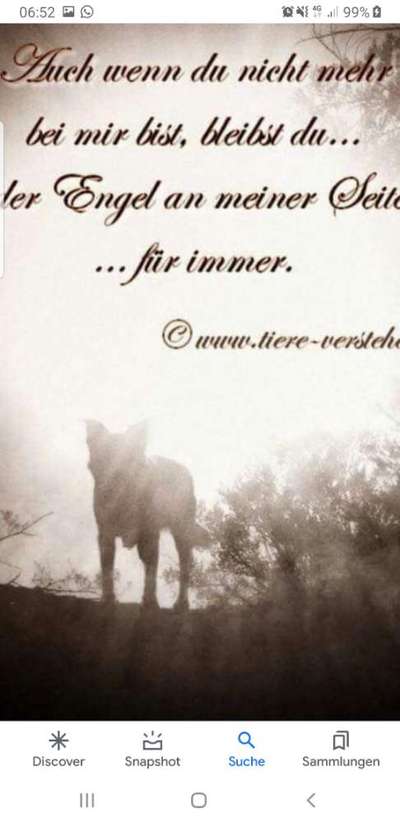 Unsere Fellnasen im Regenbogenland-Beitrag-Bild