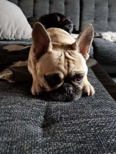 Französische Bulldoggen-Beitrag-Bild