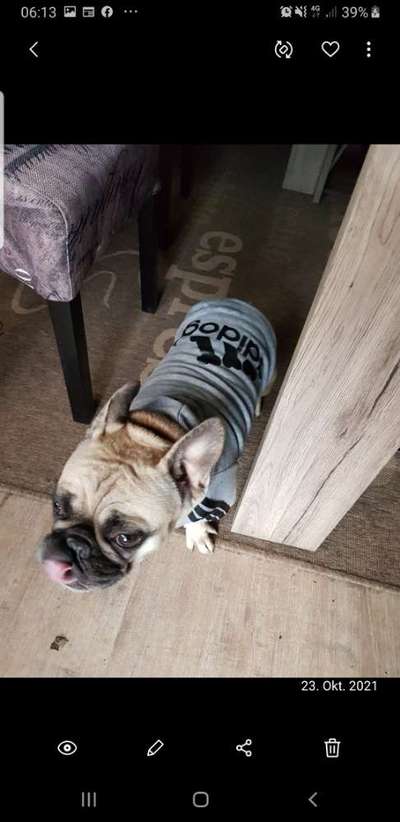 Französische Bulldoggen-Beitrag-Bild