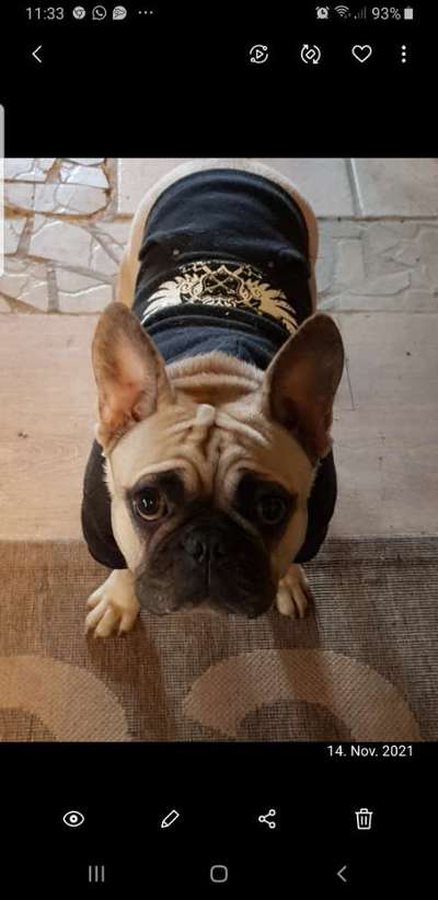 Französische Bulldoggen-Beitrag-Bild