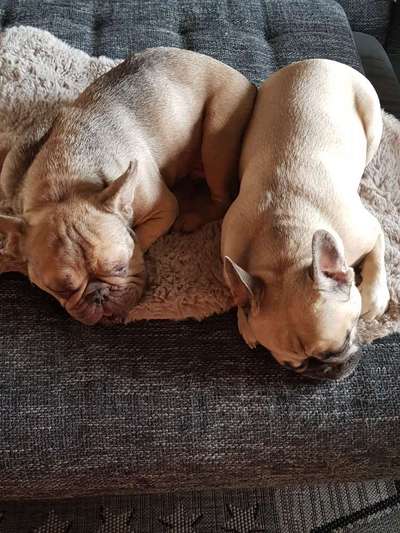 Französische Bulldoggen-Beitrag-Bild