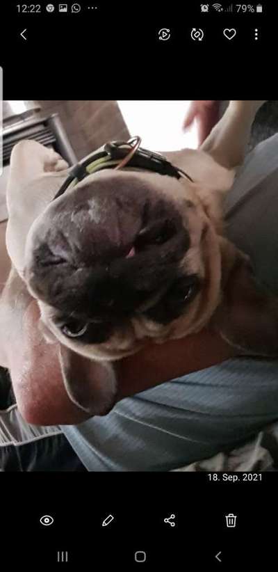 Französische Bulldoggen-Beitrag-Bild