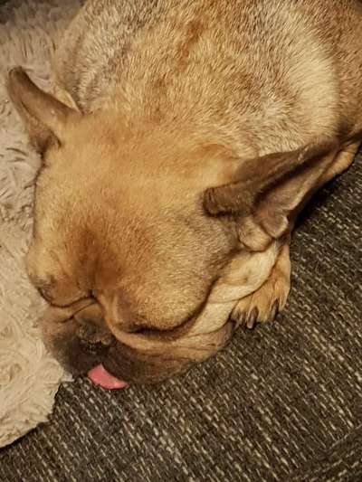 Französische Bulldoggen-Beitrag-Bild