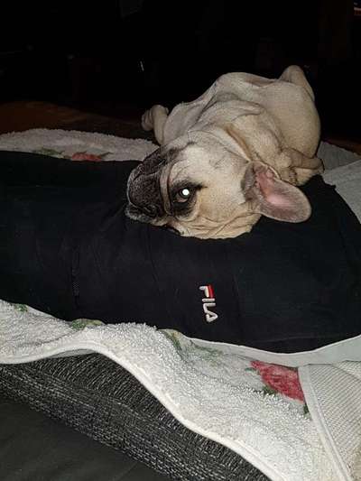 Französische Bulldoggen-Beitrag-Bild