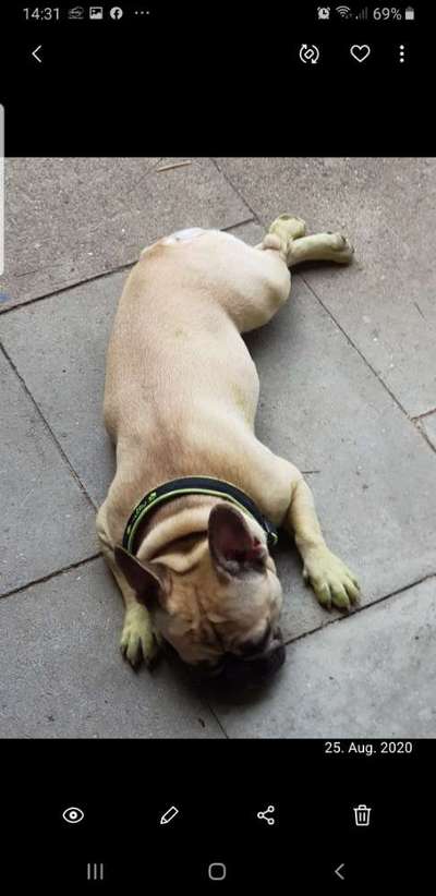 Französische Bulldoggen-Beitrag-Bild