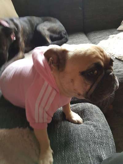 Französische Bulldoggen-Beitrag-Bild