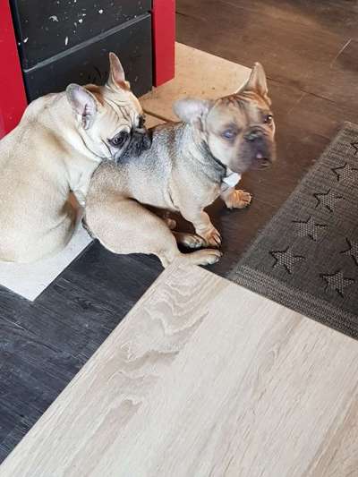 Französische Bulldoggen-Beitrag-Bild