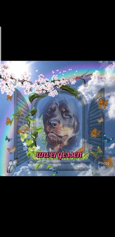 Unsere Fellnasen im Regenbogenland-Beitrag-Bild