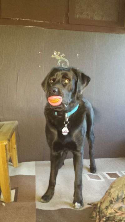 Mischlinge raten - Rätselspaß-Beitrag-Bild