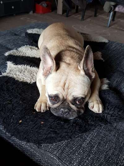 Französische Bulldoggen-Beitrag-Bild