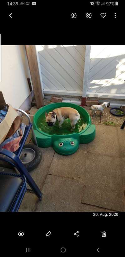 Französische Bulldoggen-Beitrag-Bild