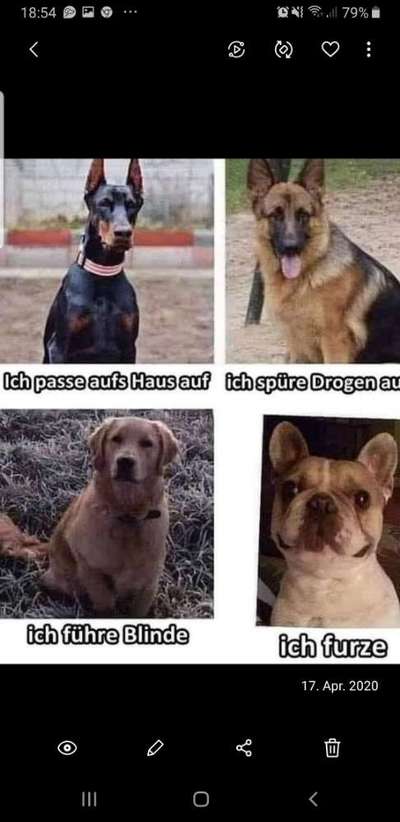 Französische Bulldoggen-Beitrag-Bild