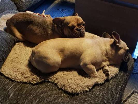Französische Bulldoggen-Beitrag-Bild