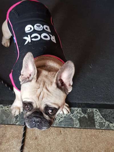 Französische Bulldoggen-Beitrag-Bild