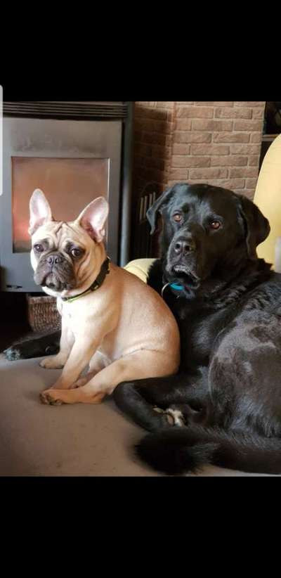 Französische Bulldoggen-Beitrag-Bild