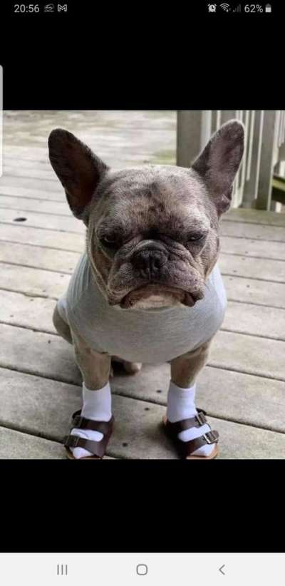 Französische Bulldoggen-Beitrag-Bild