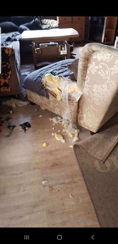 TierschutzhundeStammtisch🐕-Beitrag-Bild