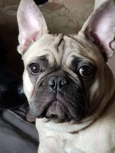 Das erste Bild eures Hundes-Beitrag-Bild