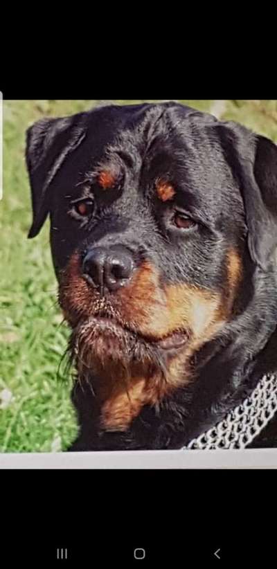 Unsere Fellnasen im Regenbogenland-Beitrag-Bild