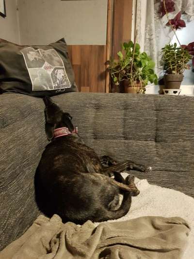 TierschutzhundeStammtisch🐕-Beitrag-Bild