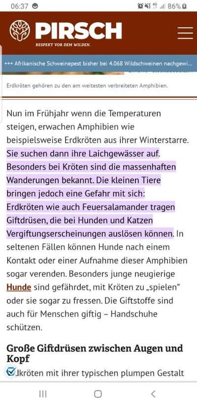 Französische Bulldoggen-Beitrag-Bild