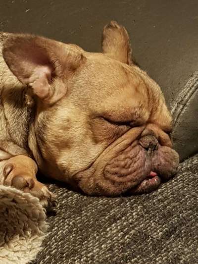 TierschutzhundeStammtisch🐕-Beitrag-Bild