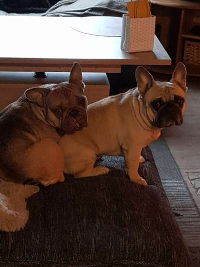 Französische Bulldoggen-Beitrag-Bild