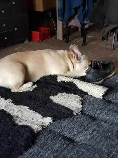 Französische Bulldoggen-Beitrag-Bild