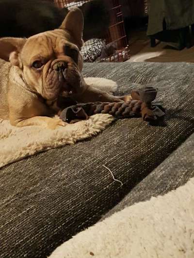 Französische Bulldoggen-Beitrag-Bild