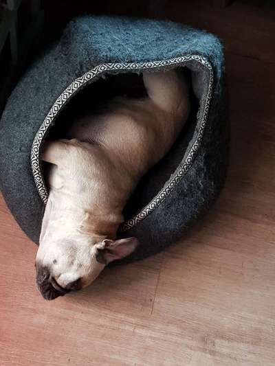 Französische Bulldoggen-Beitrag-Bild