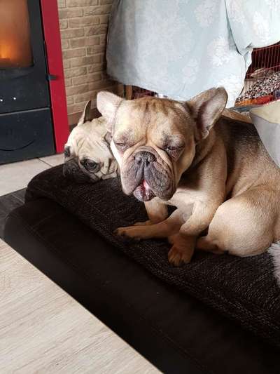 Französische Bulldoggen-Beitrag-Bild