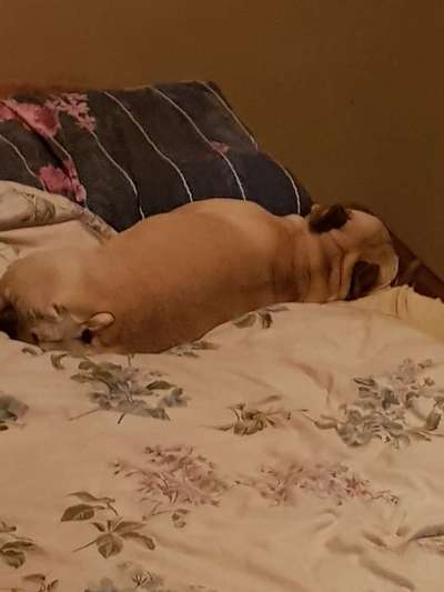 Französische Bulldoggen-Beitrag-Bild