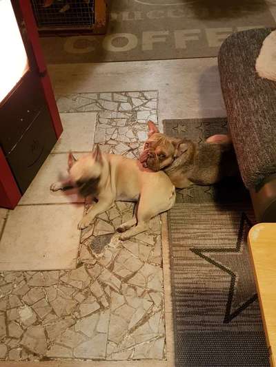 Französische Bulldoggen-Beitrag-Bild