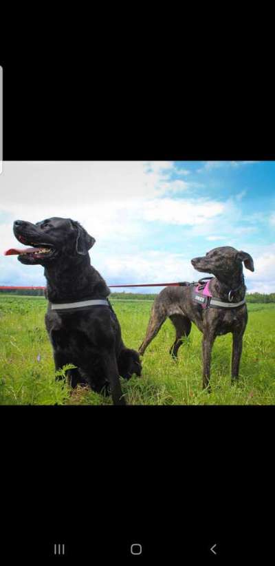 Wo sind die Mischlinge?-Beitrag-Bild