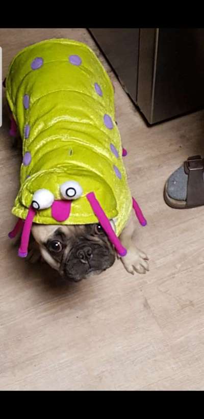 Französische Bulldoggen-Beitrag-Bild