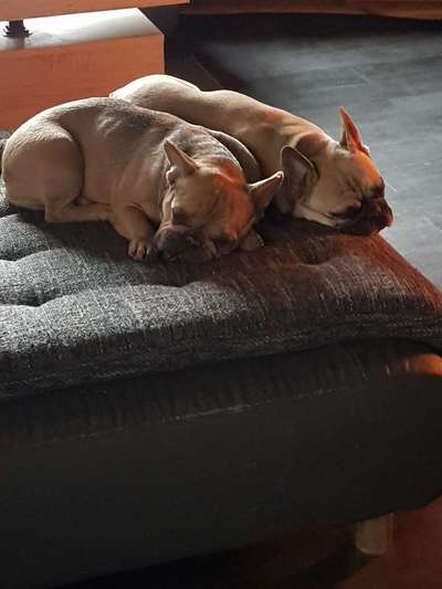 Französische Bulldoggen-Beitrag-Bild