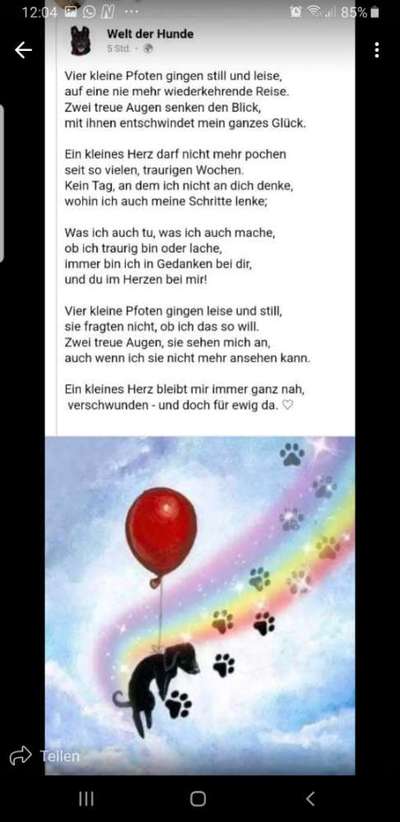 Unsere Fellnasen im Regenbogenland-Beitrag-Bild