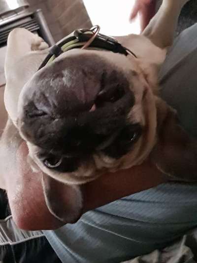 Französische Bulldoggen-Beitrag-Bild