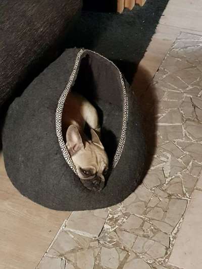 Französische Bulldoggen-Beitrag-Bild