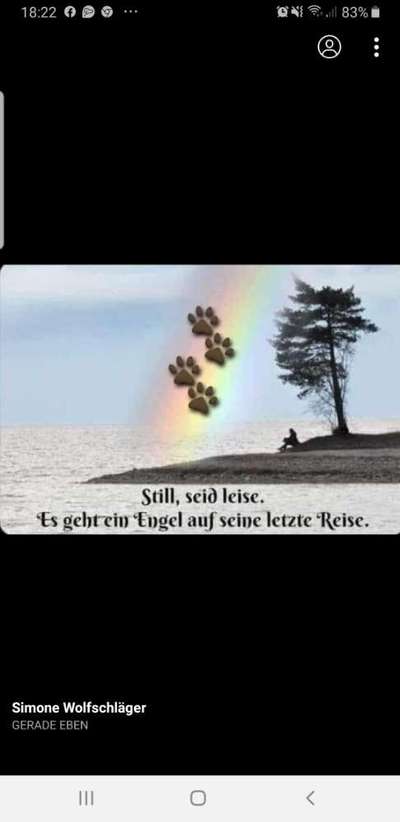 Unsere Fellnasen im Regenbogenland-Beitrag-Bild