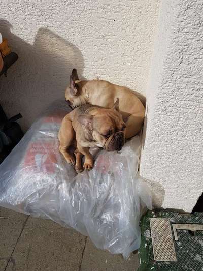 Französische Bulldoggen-Beitrag-Bild