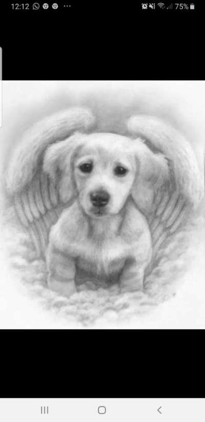 Unsere Fellnasen im Regenbogenland-Beitrag-Bild