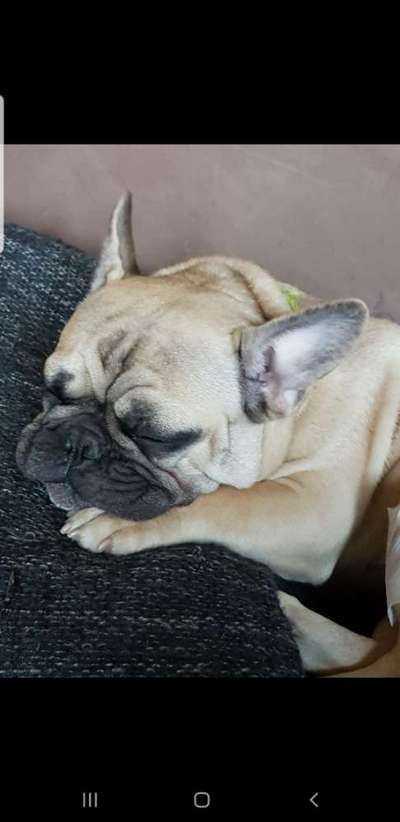 Französische Bulldoggen-Beitrag-Bild