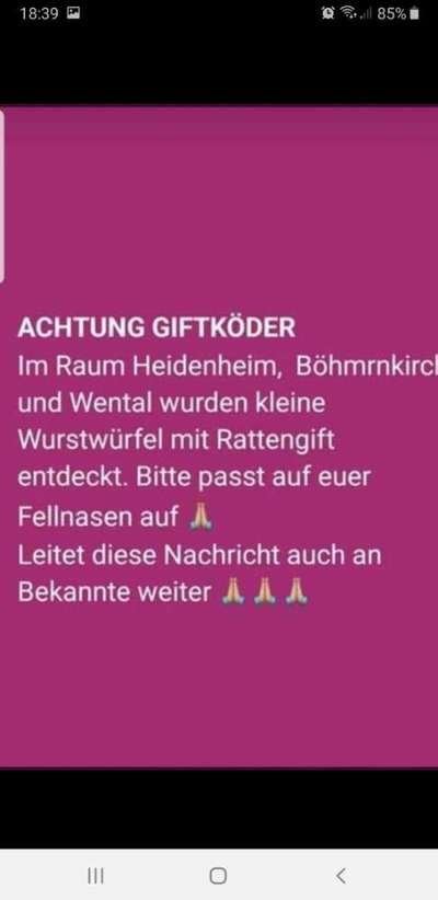 Französische Bulldoggen-Beitrag-Bild