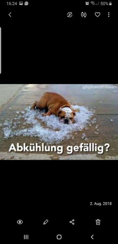 Französische Bulldoggen-Beitrag-Bild