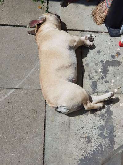 Französische Bulldoggen-Beitrag-Bild