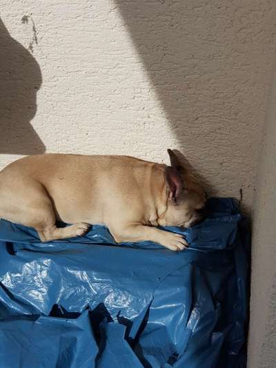 Französische Bulldoggen-Beitrag-Bild